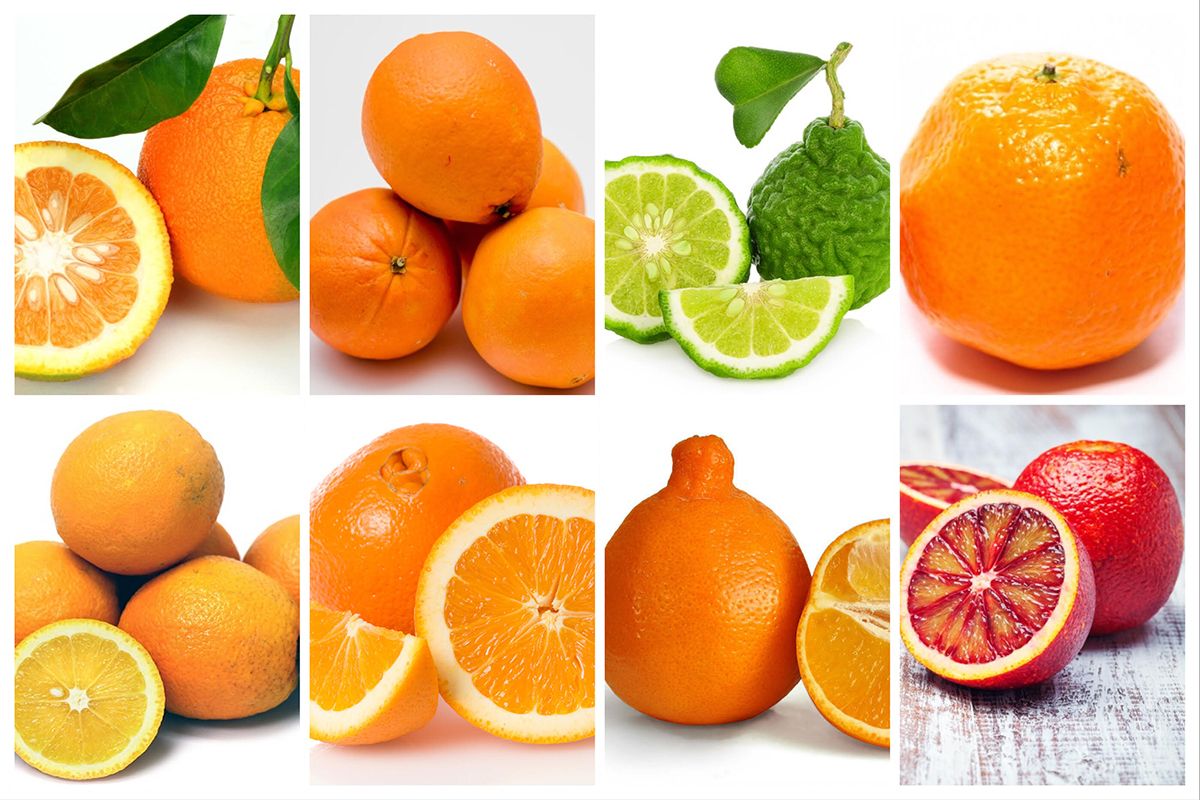 پرتقال صادراتی