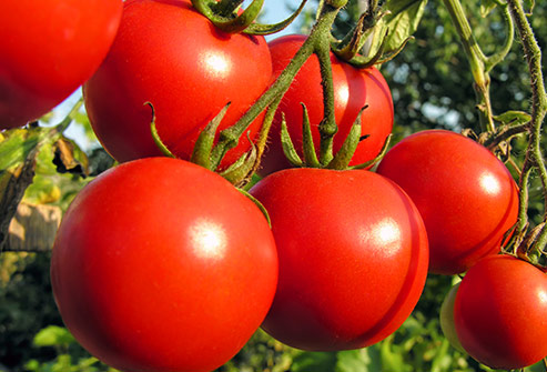 انواع گوجه فرنگی