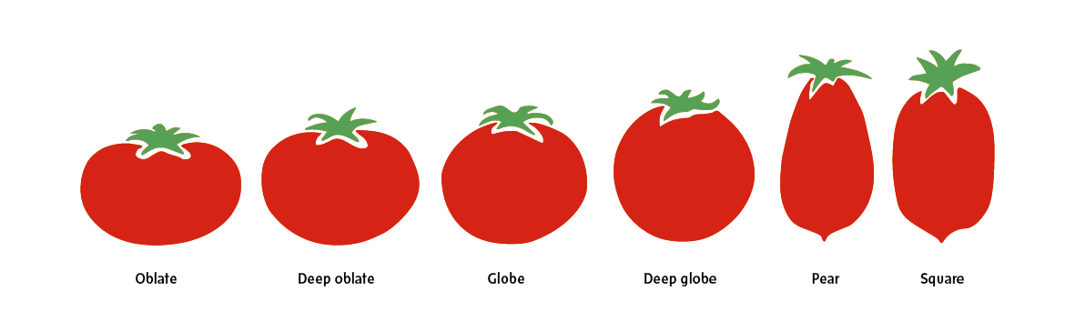 انواع گوجه از نظر شکل