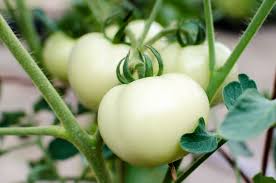 گوجه فرنگی سفید