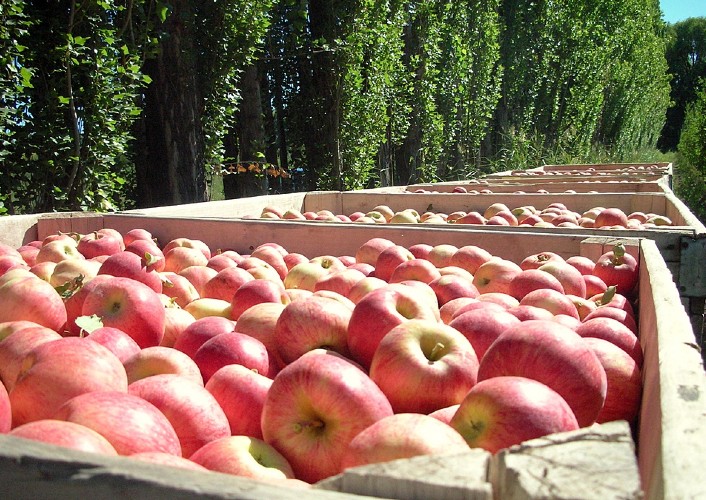 بسته بندی تخصصی سیب صادراتی