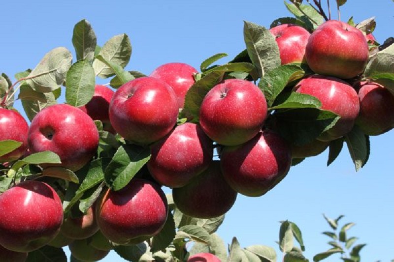 صادرات تخصصی سیب